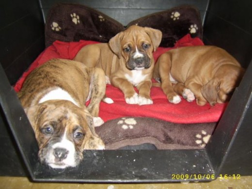 VENDO LINDOS CACHORROS BOXER
$50.000.- c/u.
Favor sólo personas que cuiden y quieran a los animales.
Se hará seguimiento.
Padres a la vista.
1 mes20 dias. Sin mutilaciones (ni cola, ni orejas)
LINDOS CACHORROS BOXER LINDOS CACHORROS BOXER LINDOS CACHORROS BOXER LINDOS CACHORROS BOXER
